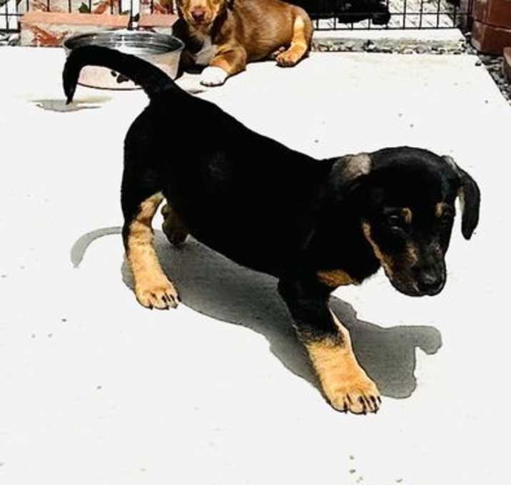 Photo of Reese