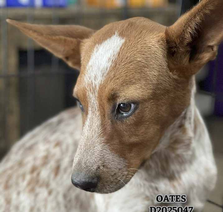 Photo of Oates