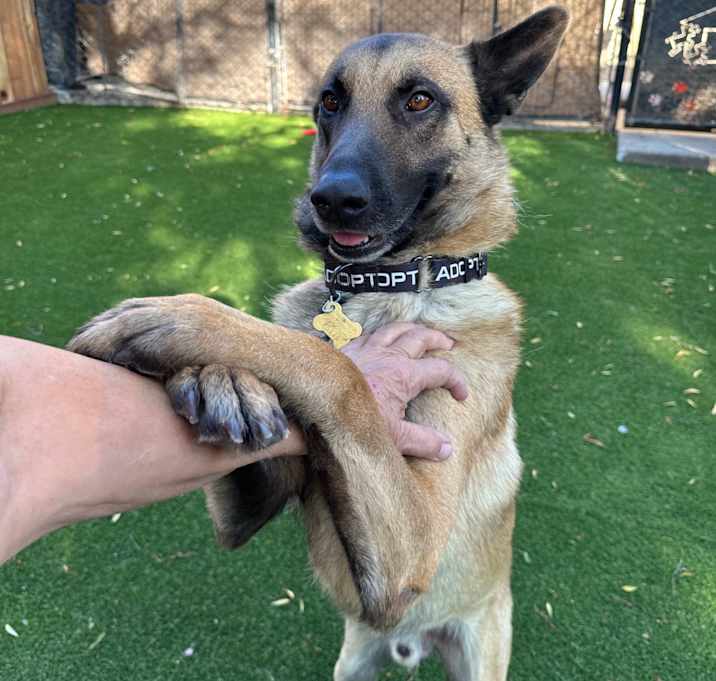 Photo of ROVER