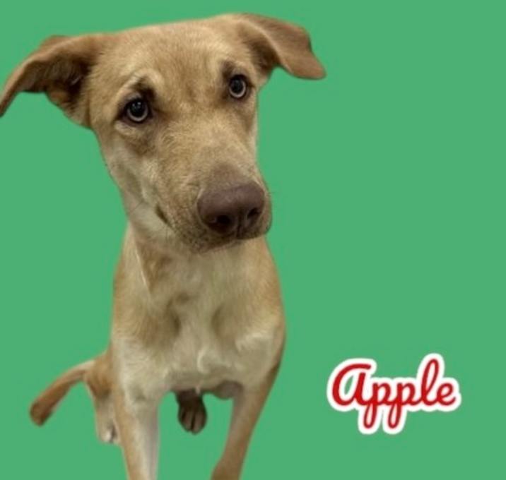 Photo of Apple