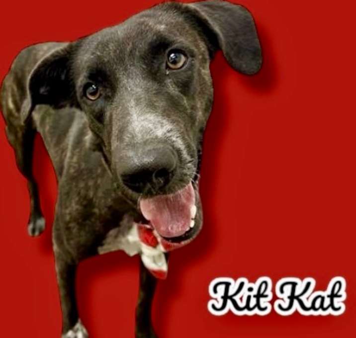 Photo of Kit Kat