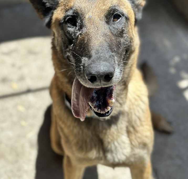 Photo of Rollo
