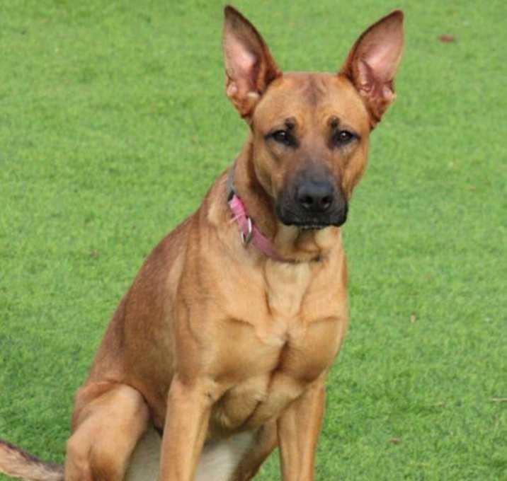 Photo of Jade *Adopt.or Foster*