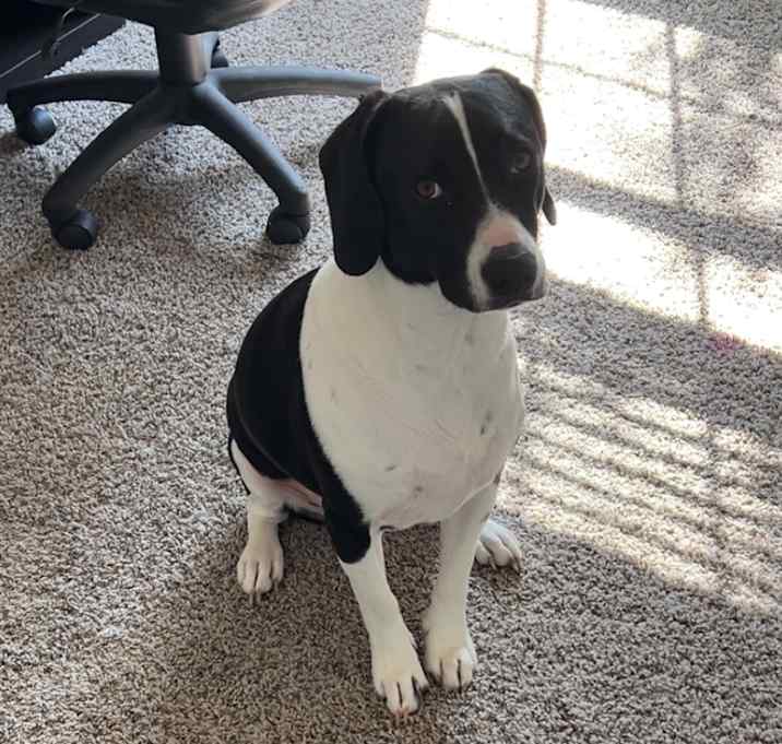 Photo of Snoopy