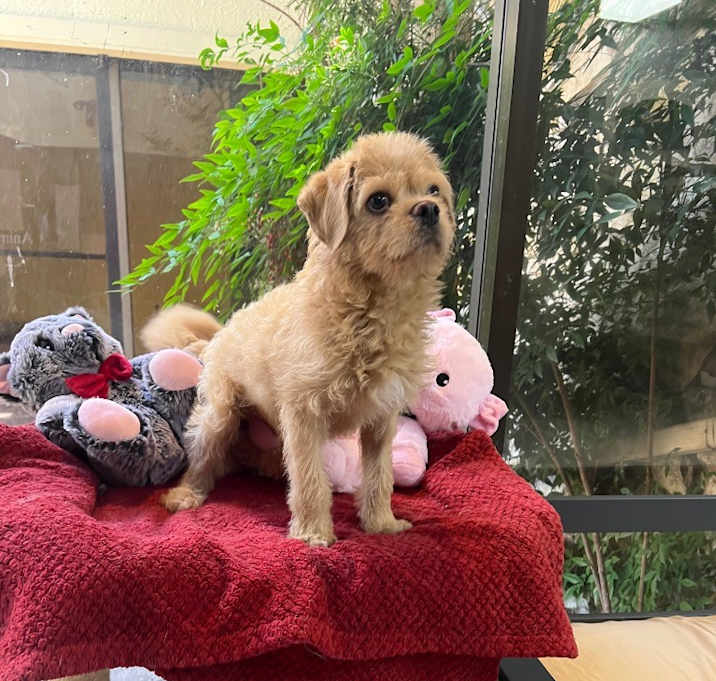 Photo of Pup Pup