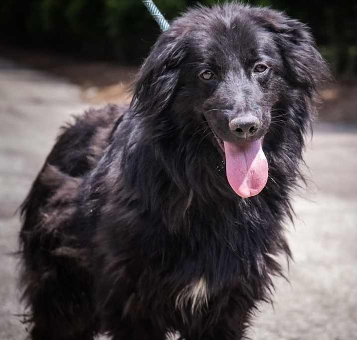 Photo of Carlton Collie Mix