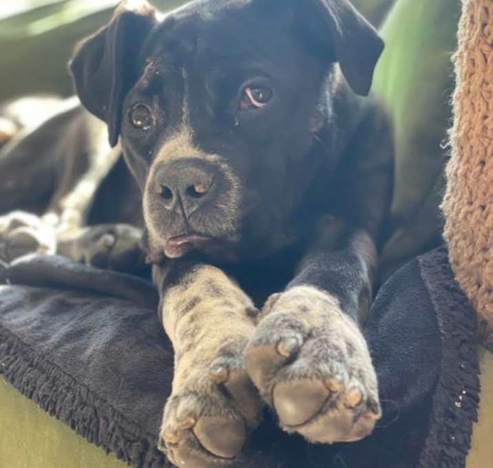 Photo of Gracie