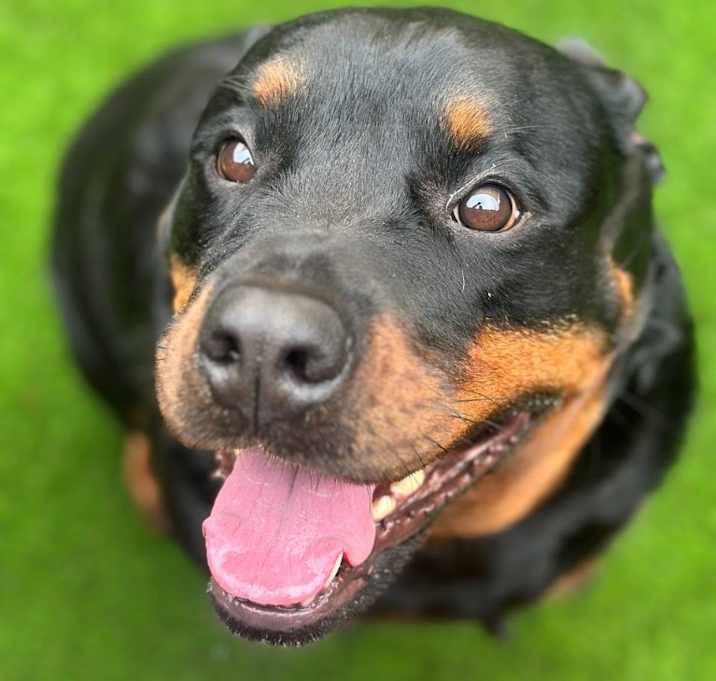 Photo of Stray