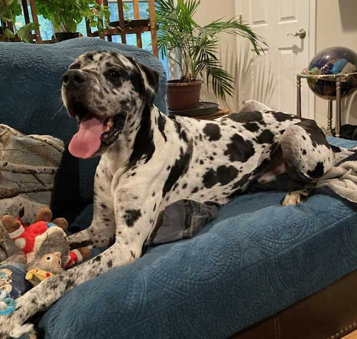 Photo of Sampson