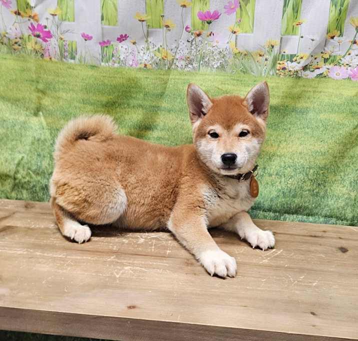 Photo of Nisho