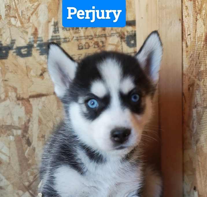 Photo of Husky Pups