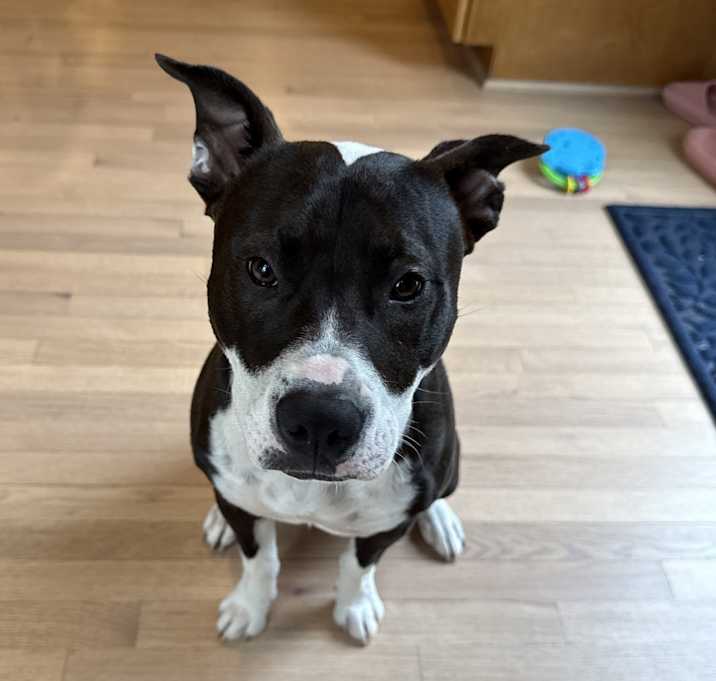 Photo of Coco