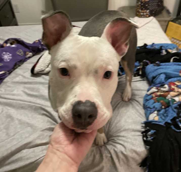 Photo of Bonnie