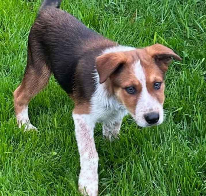 Photo of Rusty