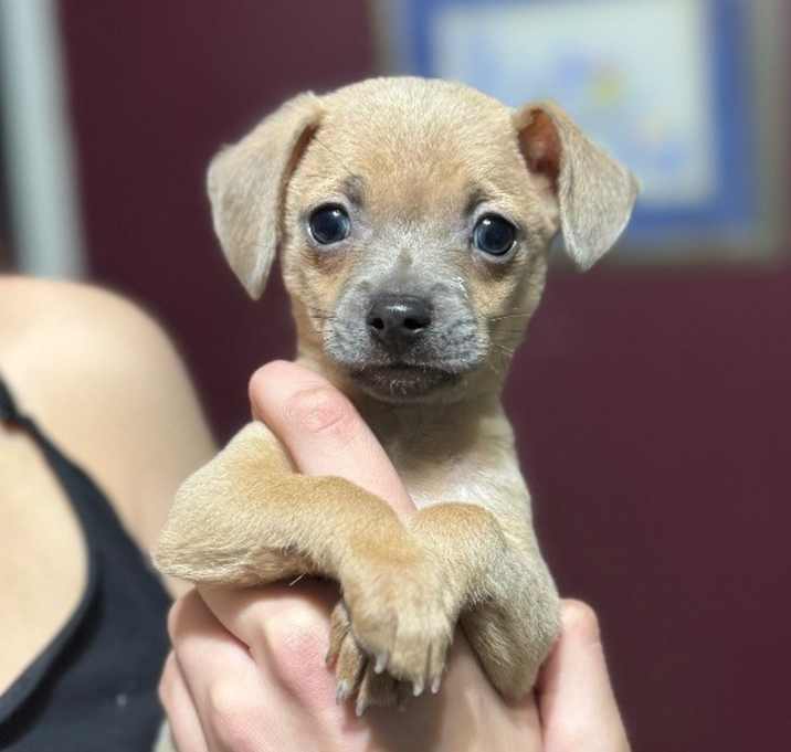 Photo of Chip