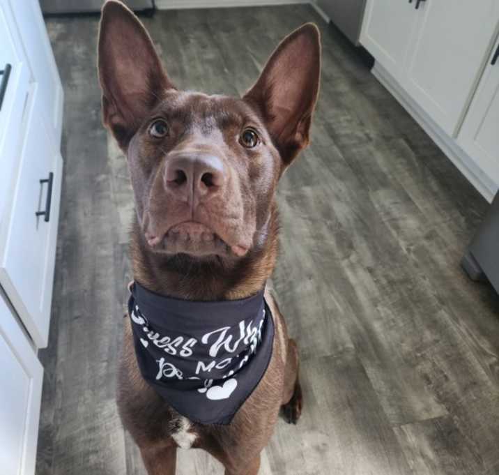 Photo of Cowboy