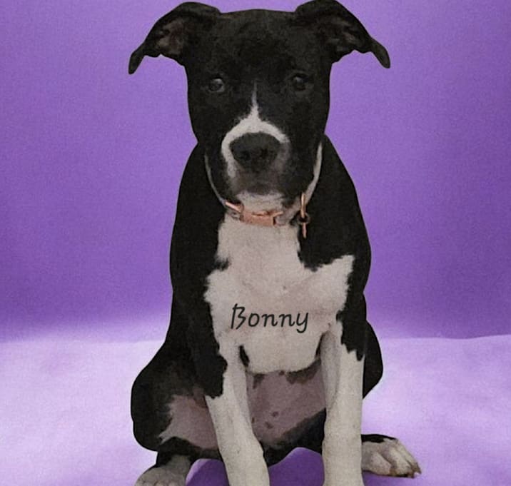 Photo of Bonny