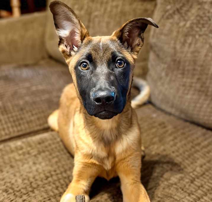 Photo of Cowboy 