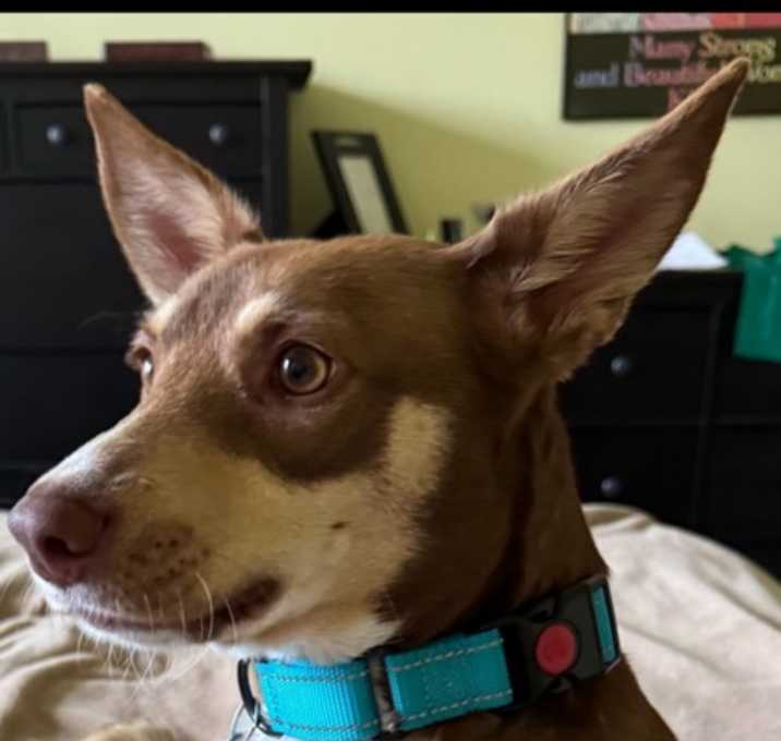 Photo of Piper