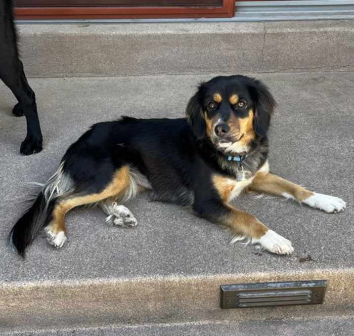 Photo of Callie