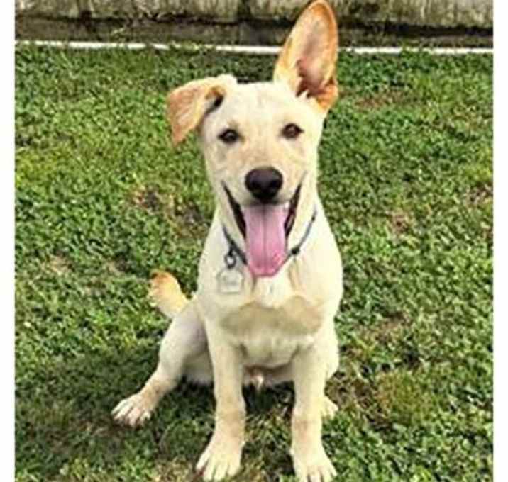 Photo of Scooby