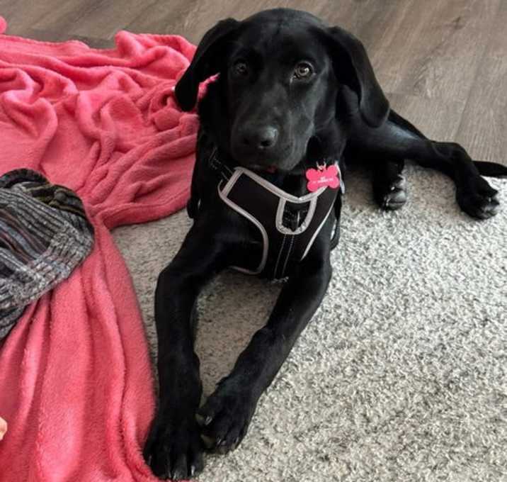 Photo of Max available June 4
