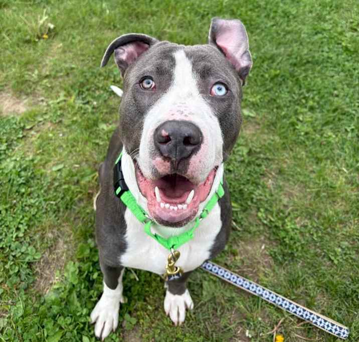 Photo of Blue