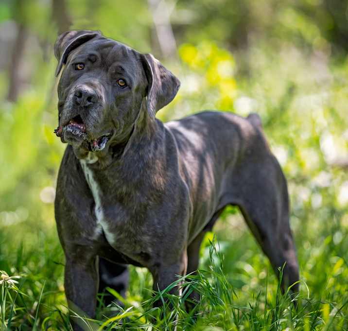 Photo of Hector