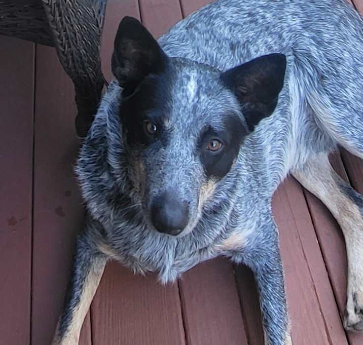 Photo of Bandit
