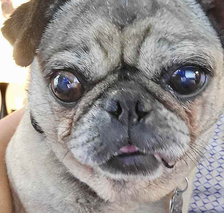 Photo of Dixie