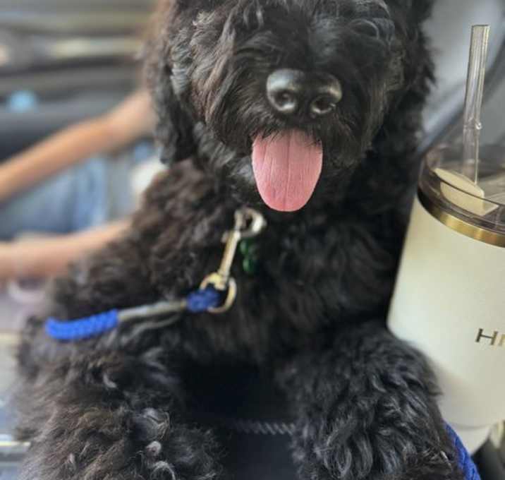 Photo of Jax