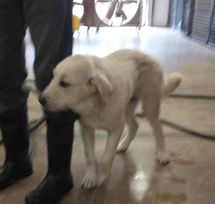 Photo of ARES