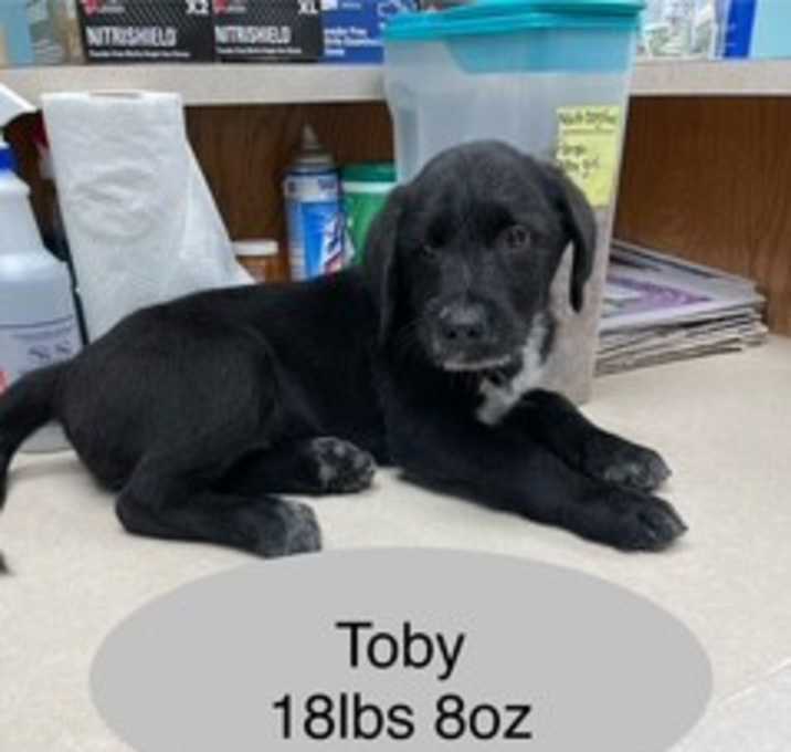 Photo of TOBY