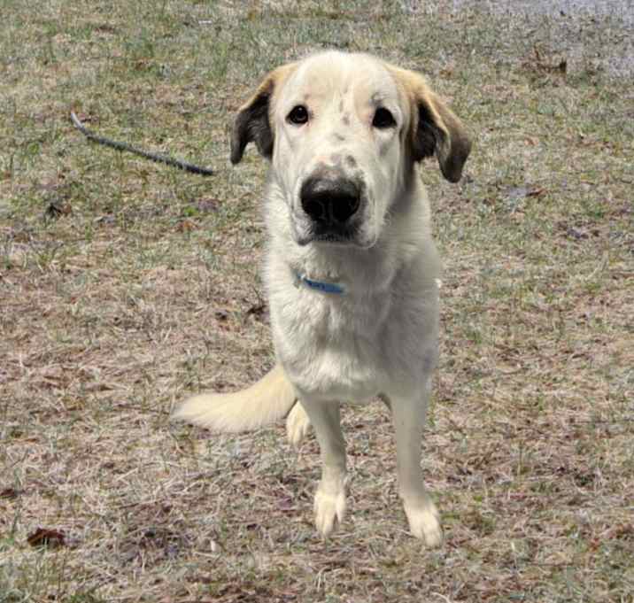 Photo of CLYDE