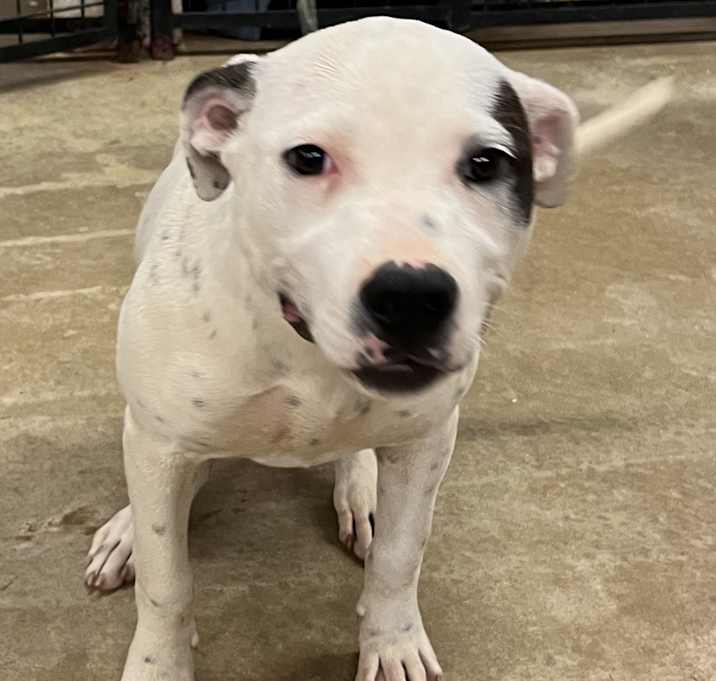 Photo of DAISY