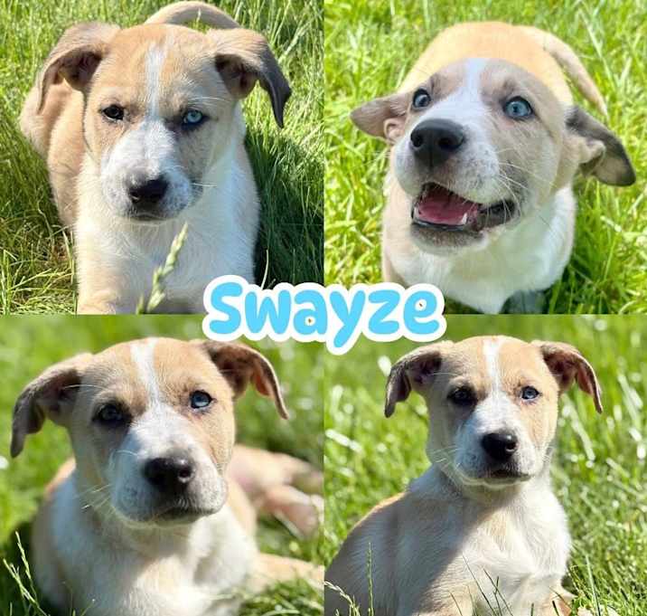 Photo of Swayze
