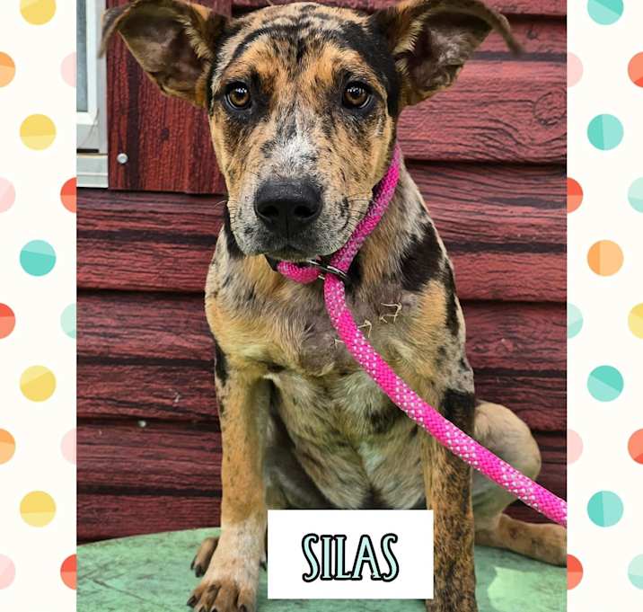 Photo of Silas