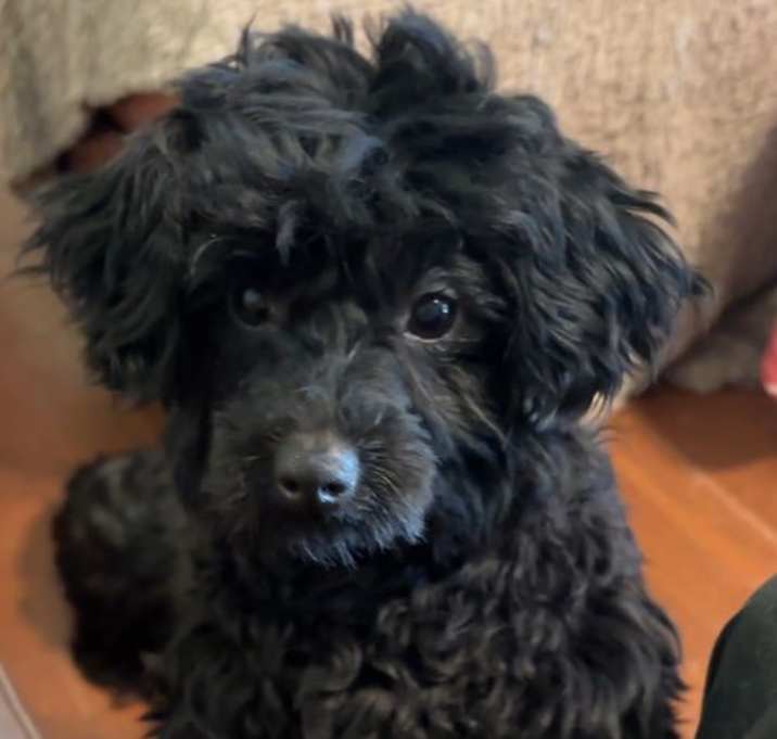 Photo of Charlie