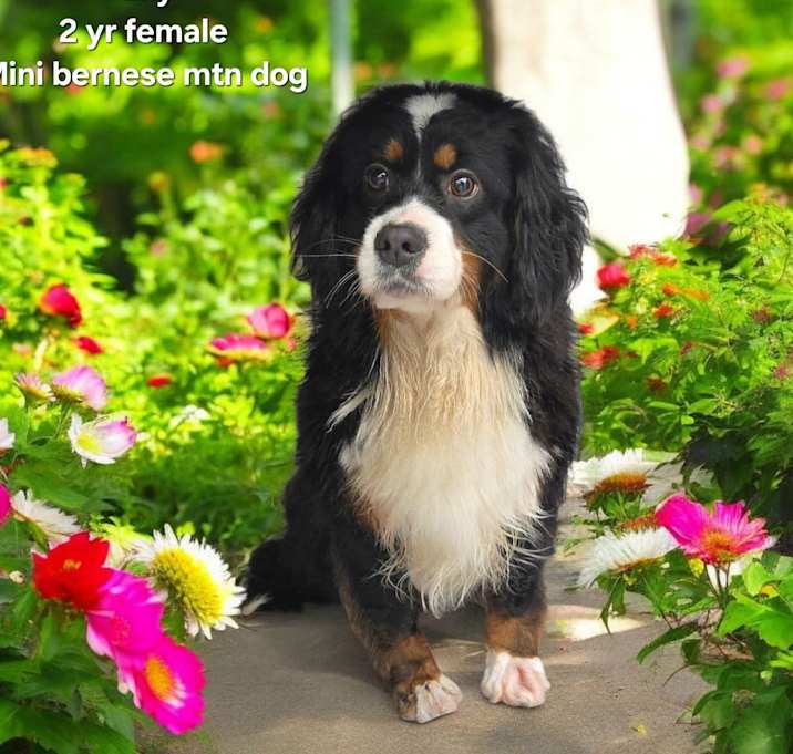 Photo of Lily