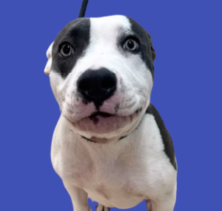 Photo of TUSC-Stray-80531