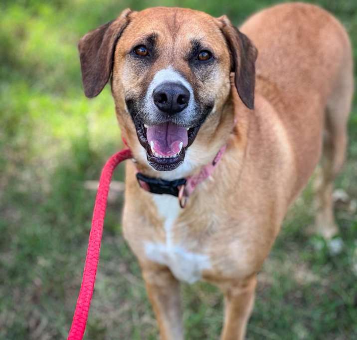 Photo of Vixen Daisy