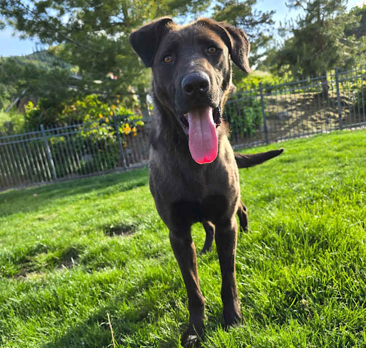 Photo of Harley