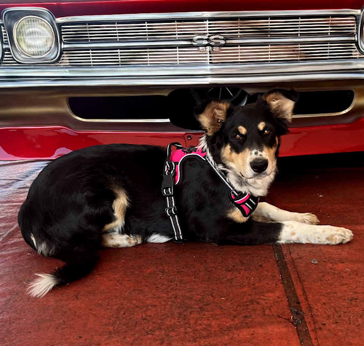 Photo of Willow