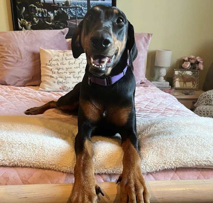 Photo of Gypsy Dawn