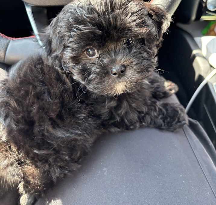 Photo of Oliver