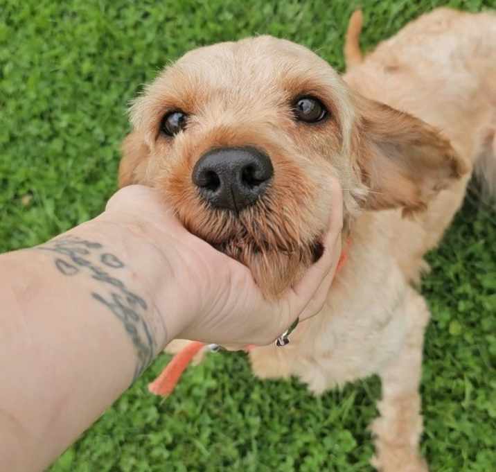 Photo of Rascal