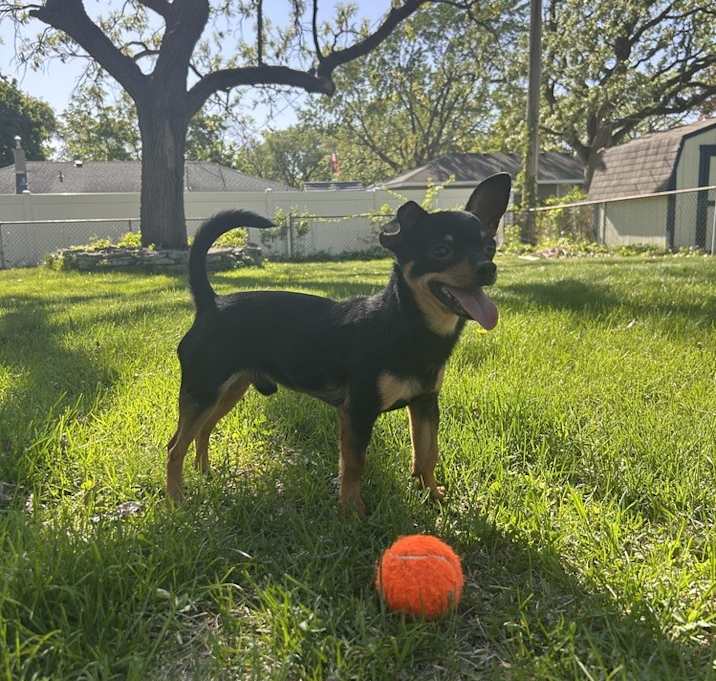Photo of Chip