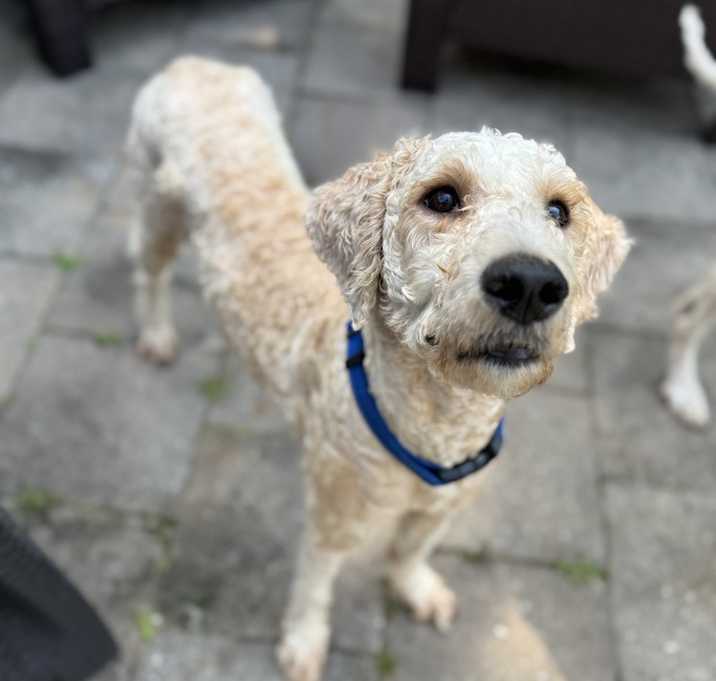 Photo of Mya (Georgia Doodles)