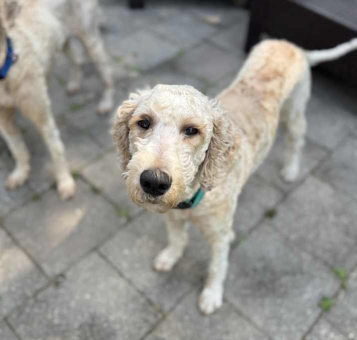Photo of Claire (Georgia Doodles)