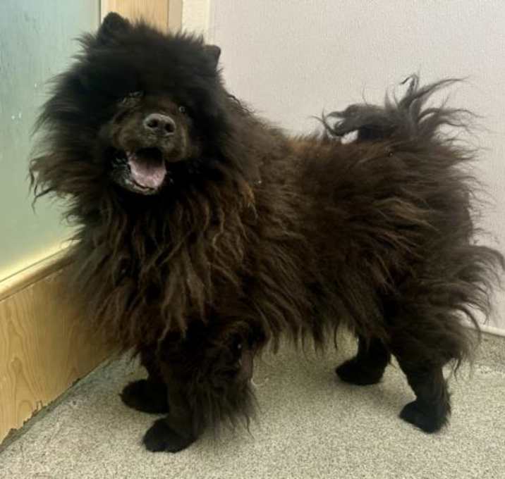 Photo of ONYX